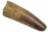 Fossil Spinosaurus Tooth - Feeding Worn Tip #376430-1